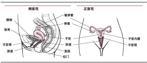 生殖系统简图图片
