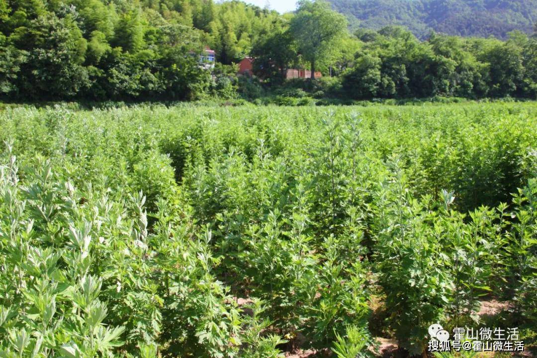 經過多方考察,針對花石嘴村因村制宜確定了種植艾草產業項目為村級