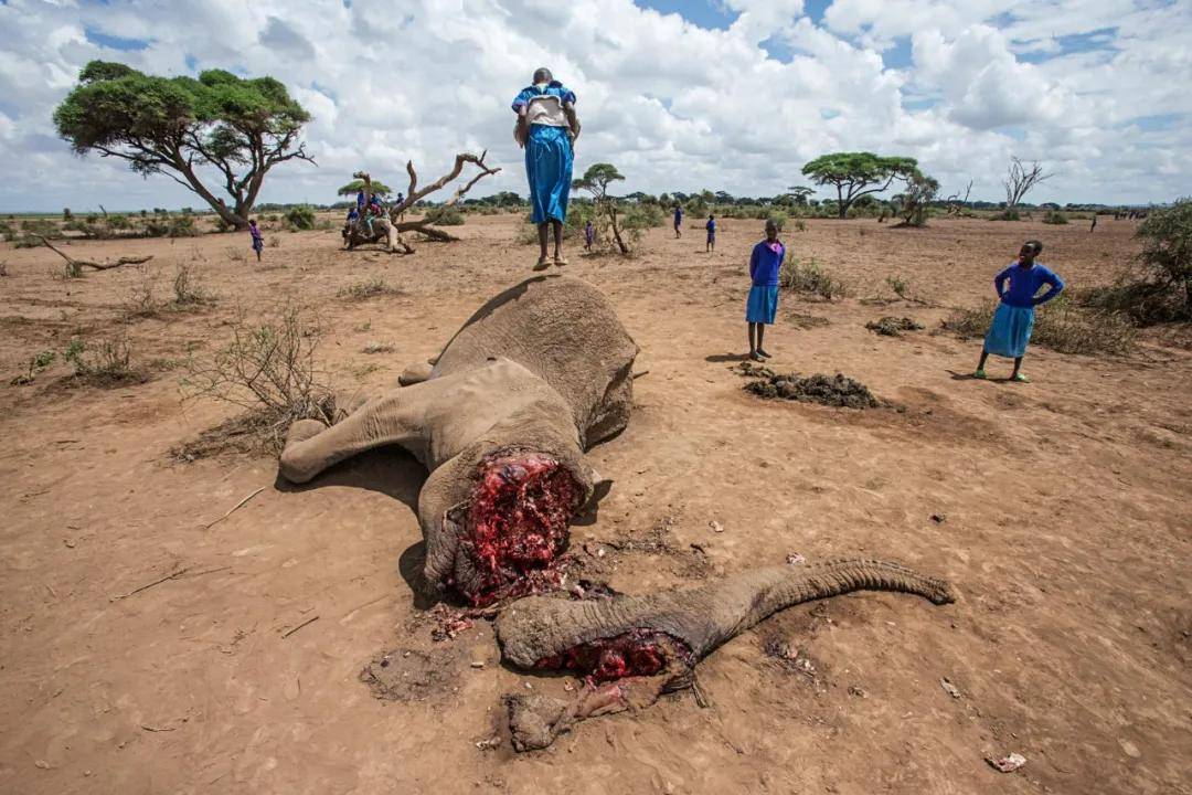 自然界致命生物非洲1图片