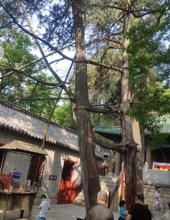 深山藏古寺,隐藏在济宁嘉祥山林间的一处寺院,已有两千多年历史_青山