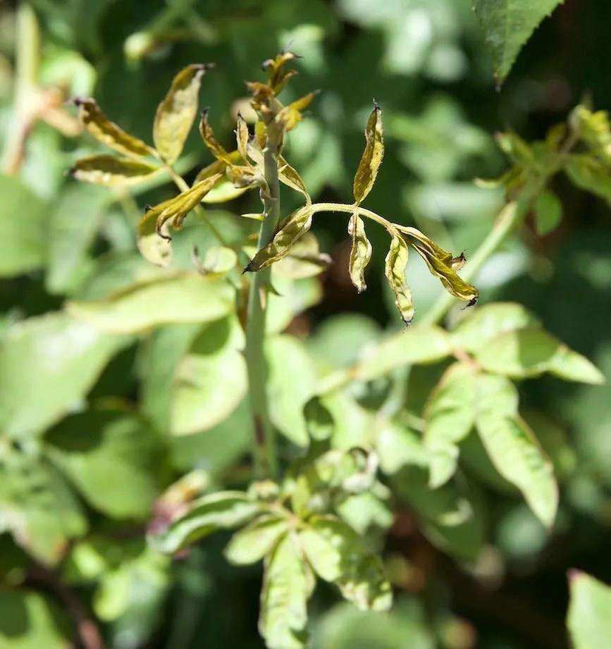 园林植物常见吸汁害虫防控指南高效防治蚜虫叶蝉蝽蟓蚧壳虫蓟马白粉虱