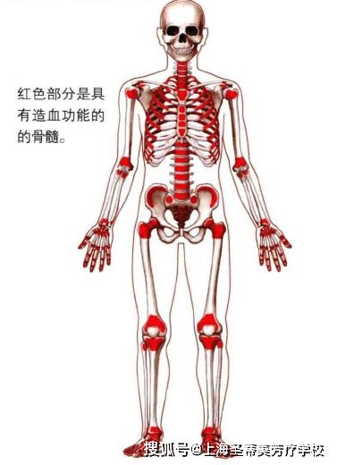 红骨髓结构图片