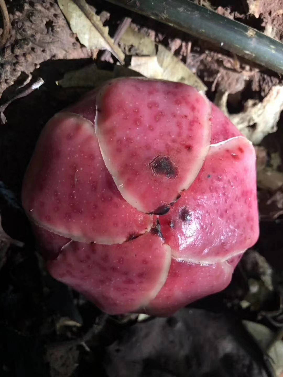 西双版纳的热带雨林不仅有毒蛇猛兽还有289种有毒植物