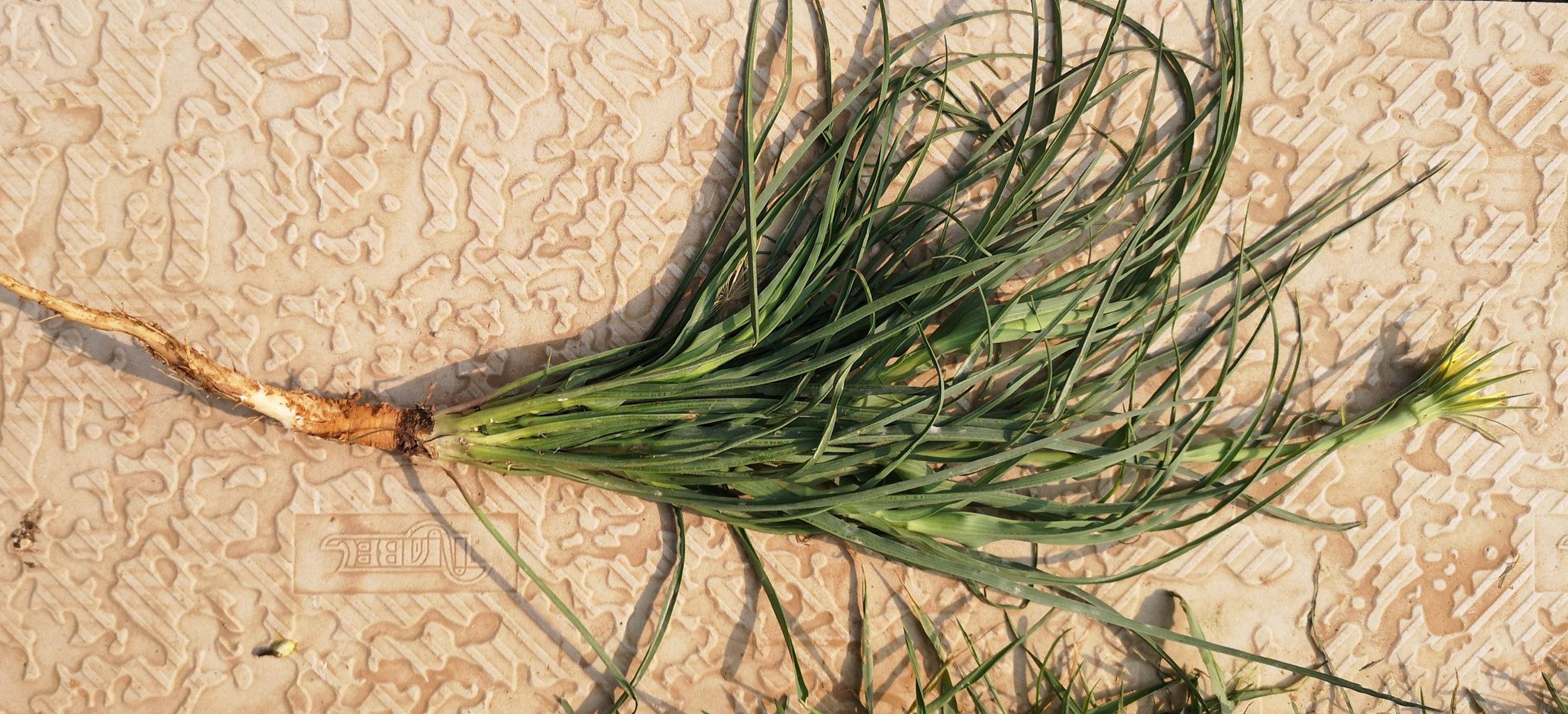 一种野菜路边常见,甘甜多汁,根部蘸酱生吃是一绝,遇见要珍惜