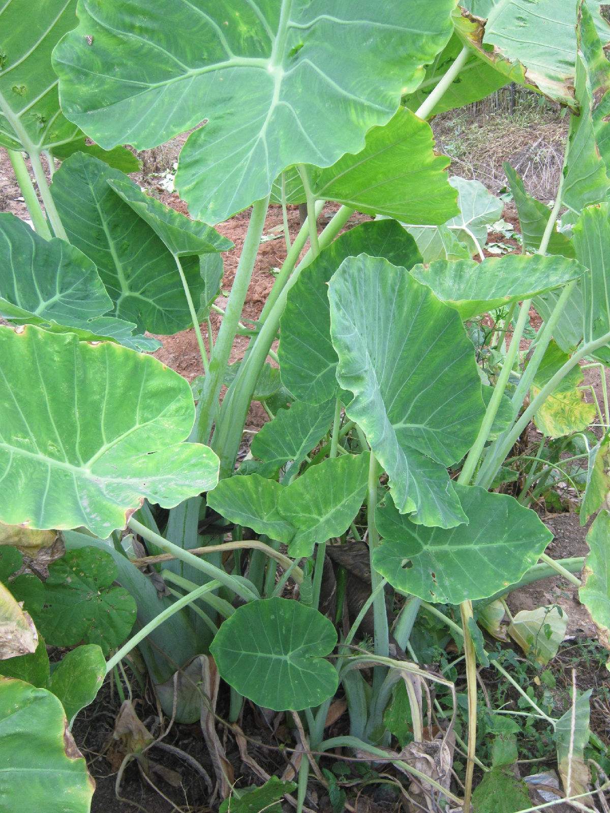 芋头叶子做的美食,酸脆清口,配粥最好吃,北方人:不会中毒吗?