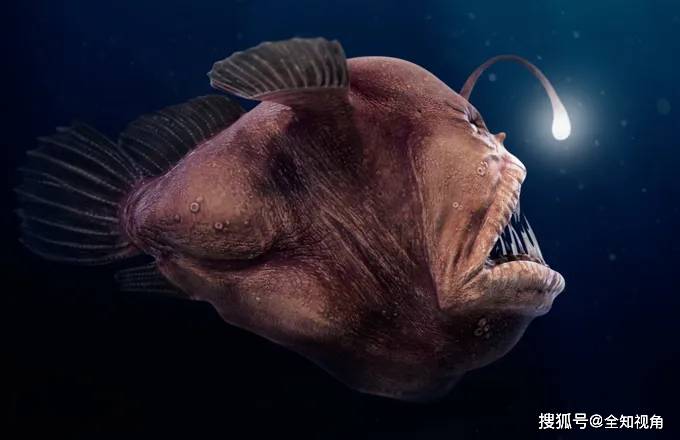 原创深海"软饭王",花一生时间寻找雌性,配对后变成对方身体一部分