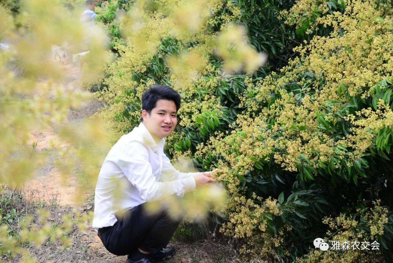 返乡创业十年只卖好荔枝,他是"荔枝大王"陈小敏