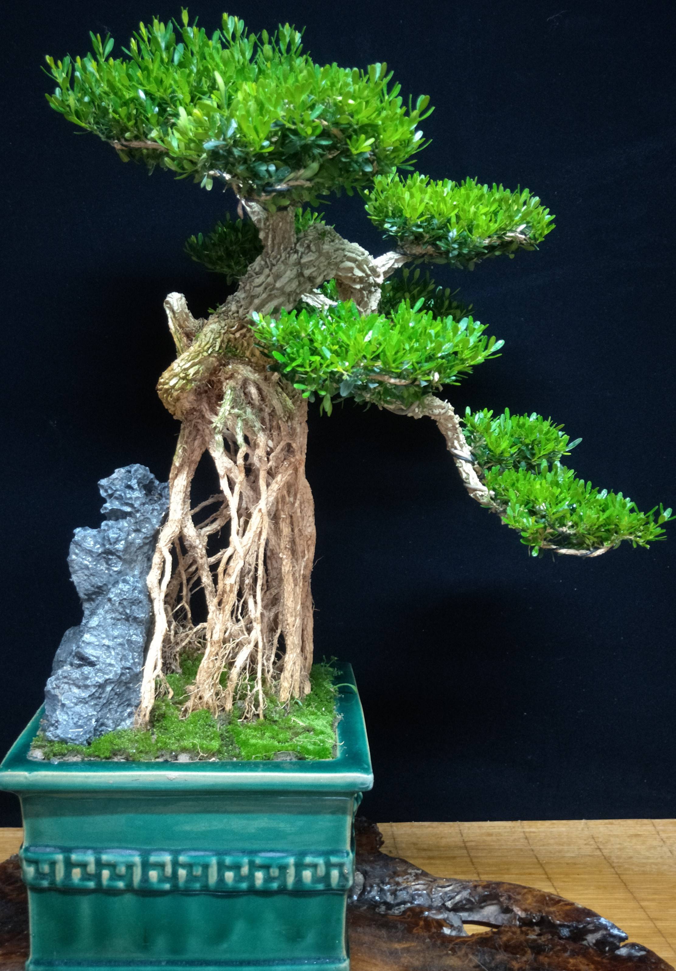 提根黄杨盆景岭南一大特色