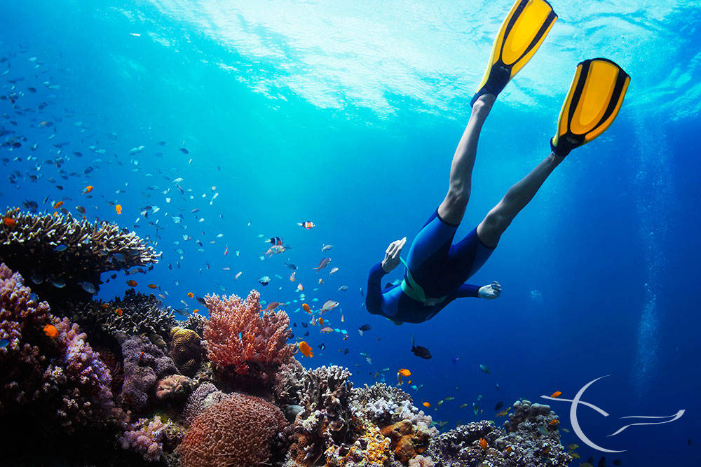 海狮360度live秀,与鲨鱼为伴,踢到海龟,想你了,加拉帕戈斯!_sealion