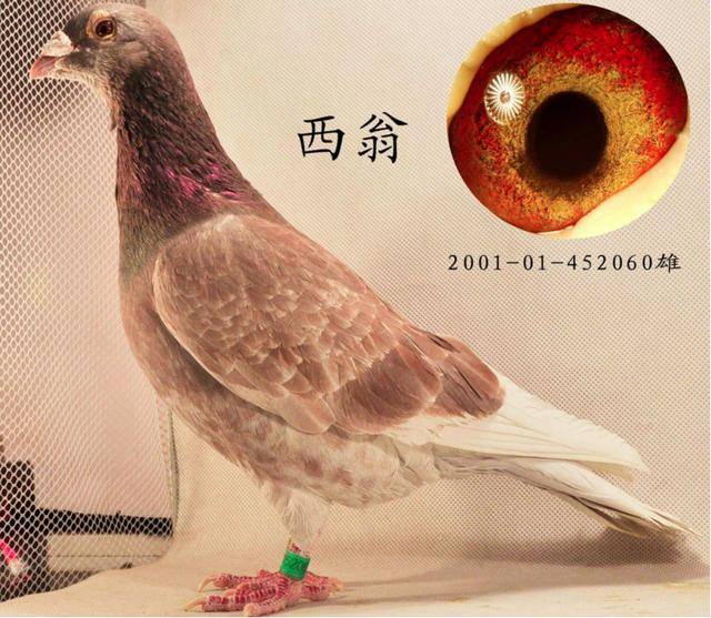 长程赛中常有超速的突出表现? 西翁鸽,成绩出众