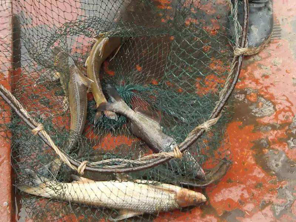 原创俗称水米子30年前江里很多上岸后养不活至今无法养殖