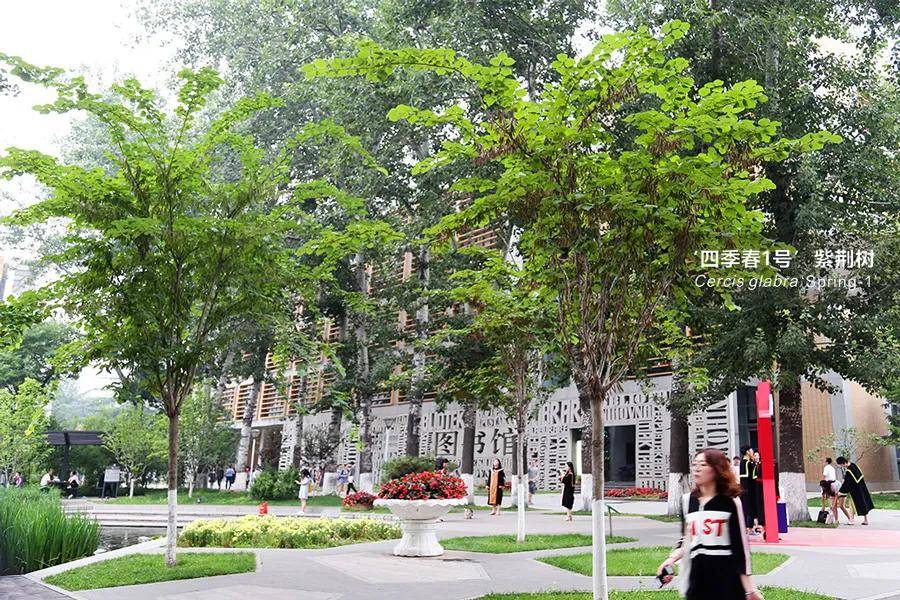 北京外国语大学,2019年3月份栽植的10公分四季春1号,随着时间,将