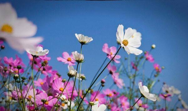 格桑花是什么意思(藏语格桑花是什么意思)