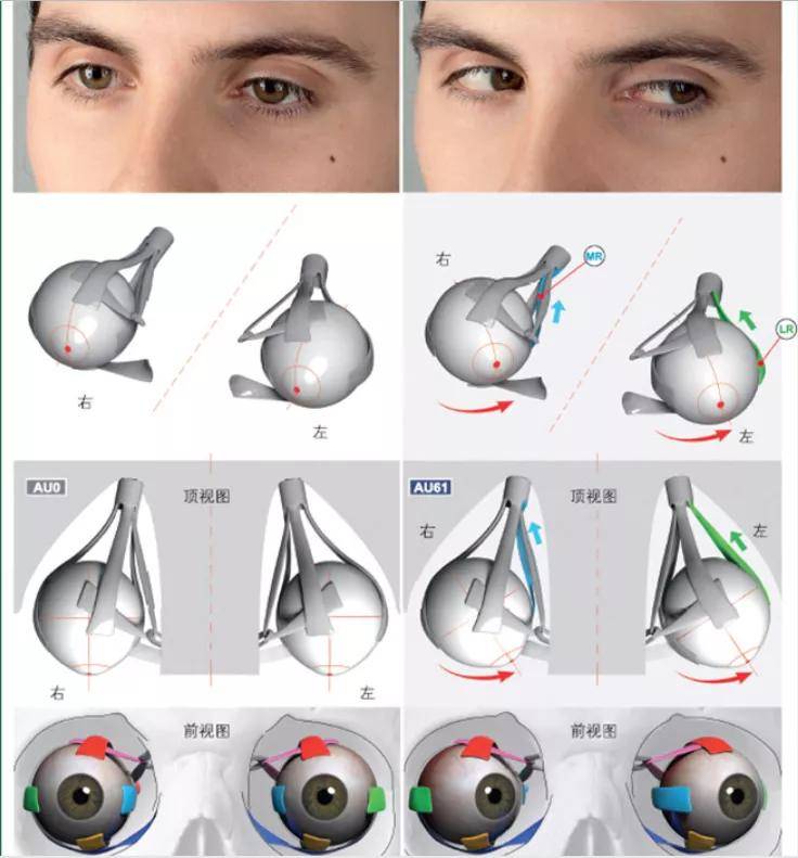 3d分解眼睛內部結構及動作