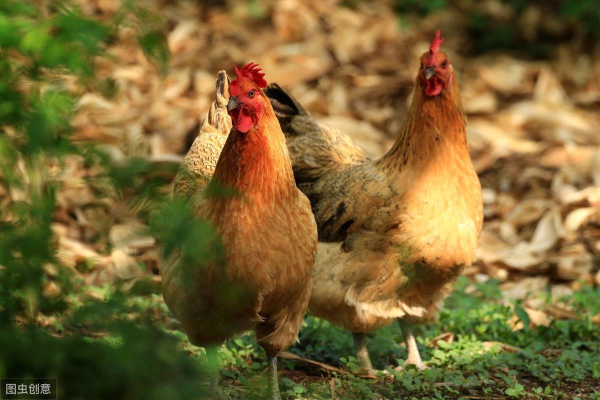 从养鸡场转型农庄,三产带动一产,值得学习!