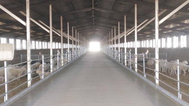 蒙天然(富河)现代化养殖基地圈舍蒙天然奶绵羊品种具有"乳肉兼用,双重
