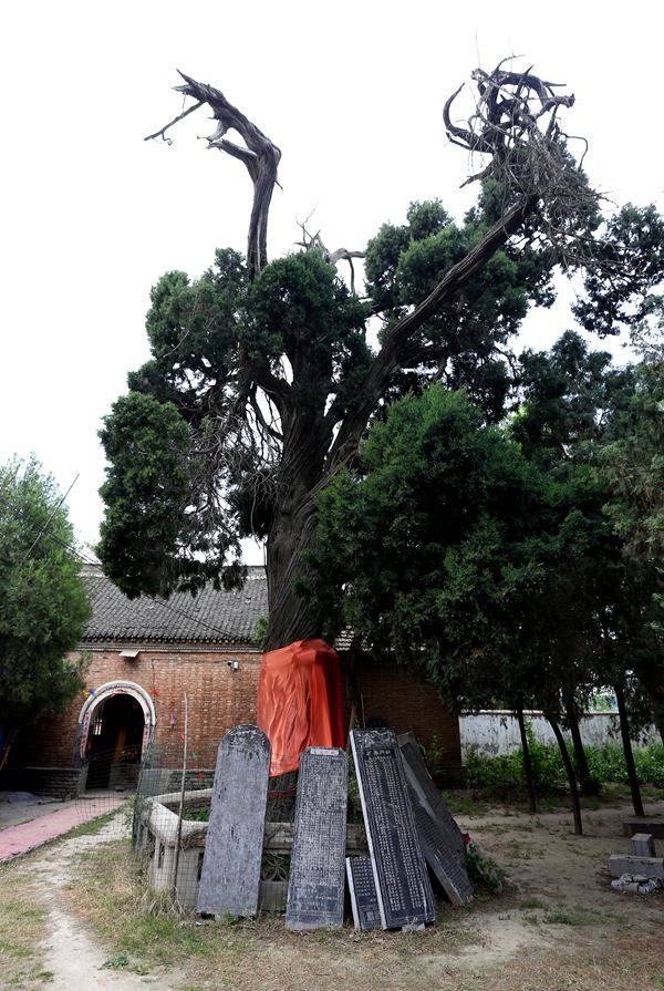 河南淮阳发现2500年拧劲柏,龙身凤头,专家称中原地区罕见_手机搜狐网