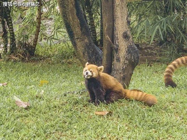 广州周末好去处:广州动物园游记攻略,儿童节正确打开方式!_小熊猫