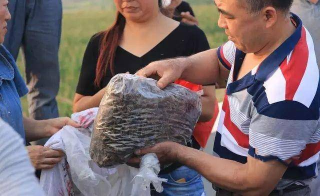 原创看看17年山东的蝗灾