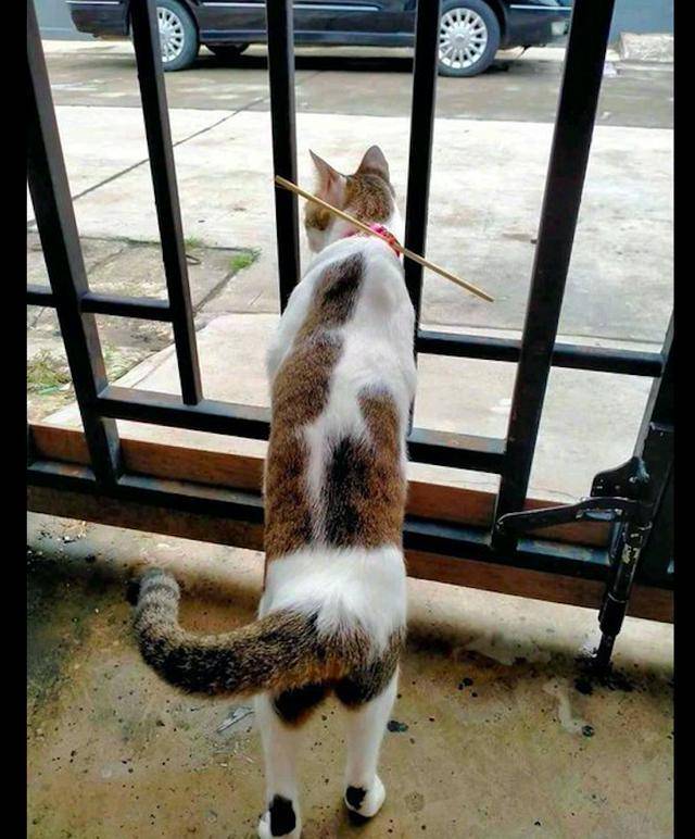 网友为了不让猫咪出门,在它的脖子上栓了根筷子,猫:怎么回事?