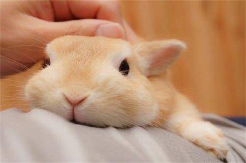 兔子不肯吃化毛膏怎么办