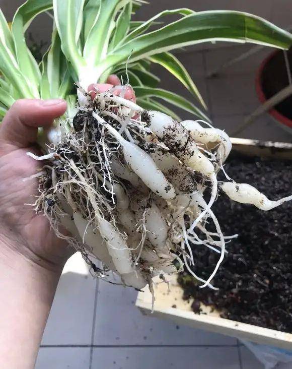 吊兰根系挂满小萝卜恭喜你你的吊兰长势超过了很多人