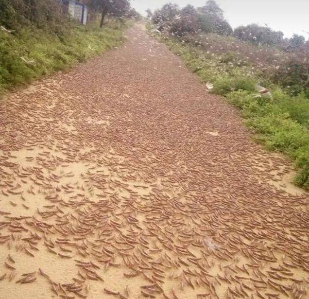 原创看看17年山东的蝗灾