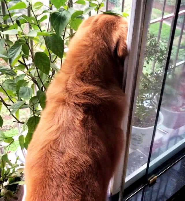 金毛每天都趴在窗前向外看,主人疑惑不解,探头看去捂嘴笑了_窗户