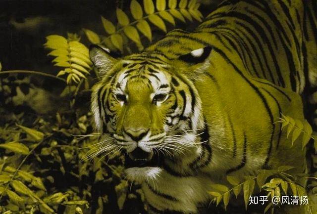 色盲眼中的世界,你看过几次?