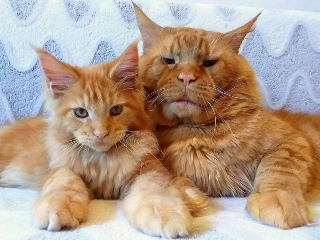 橘猫串缅因猫图片
