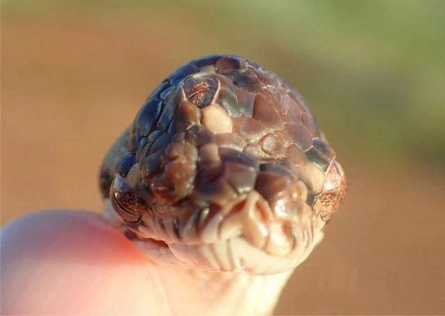 原创 三眼怪蛇现身澳大利亚,研究显示眼睛功能一切正常