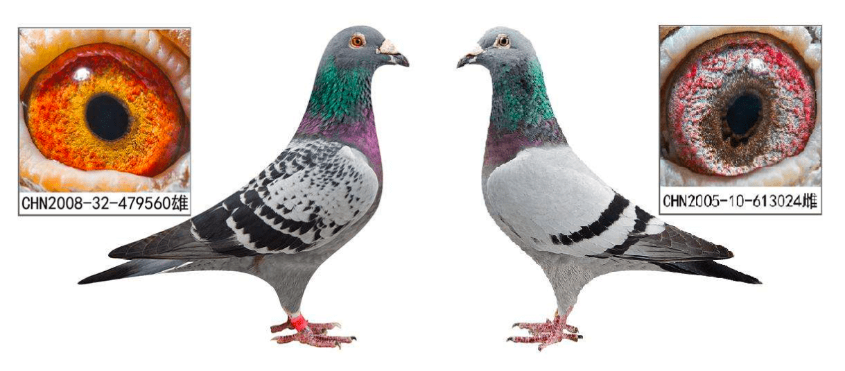 单说信鸽羽色来说很多鸽友都比较偏爱红狐狸,相比常见的灰色信鸽,红