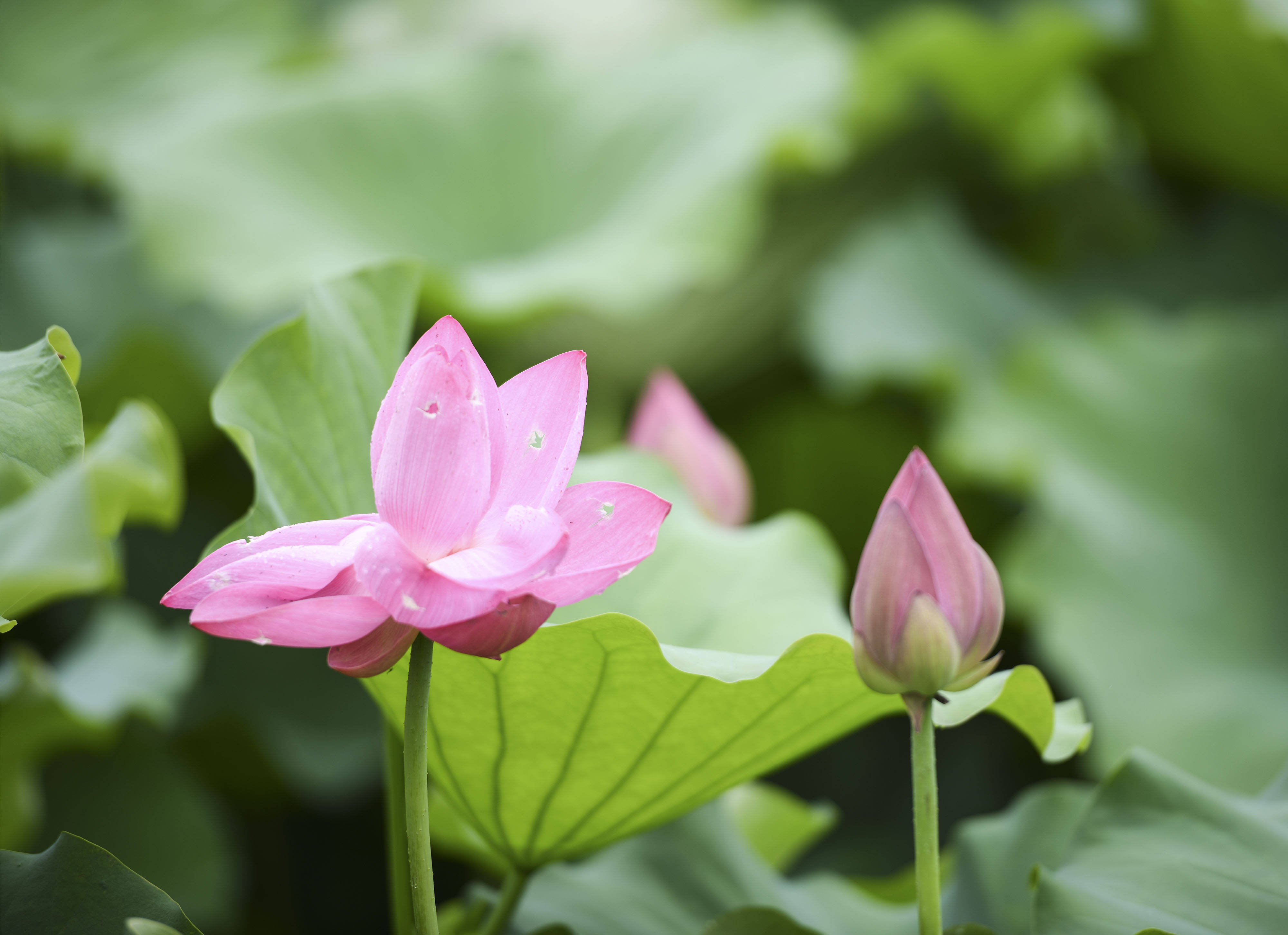 小满,合肥包公园荷花,鲜艳夺目,美极了