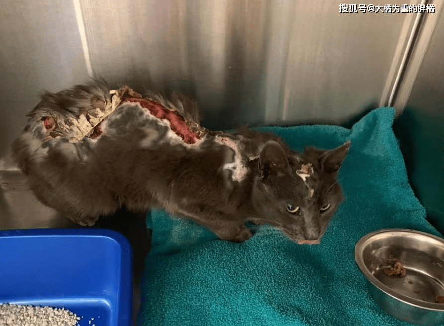 流浪猫被人用沸水烫伤,背部皮肤裸露在外,走在街上却仍相信人类