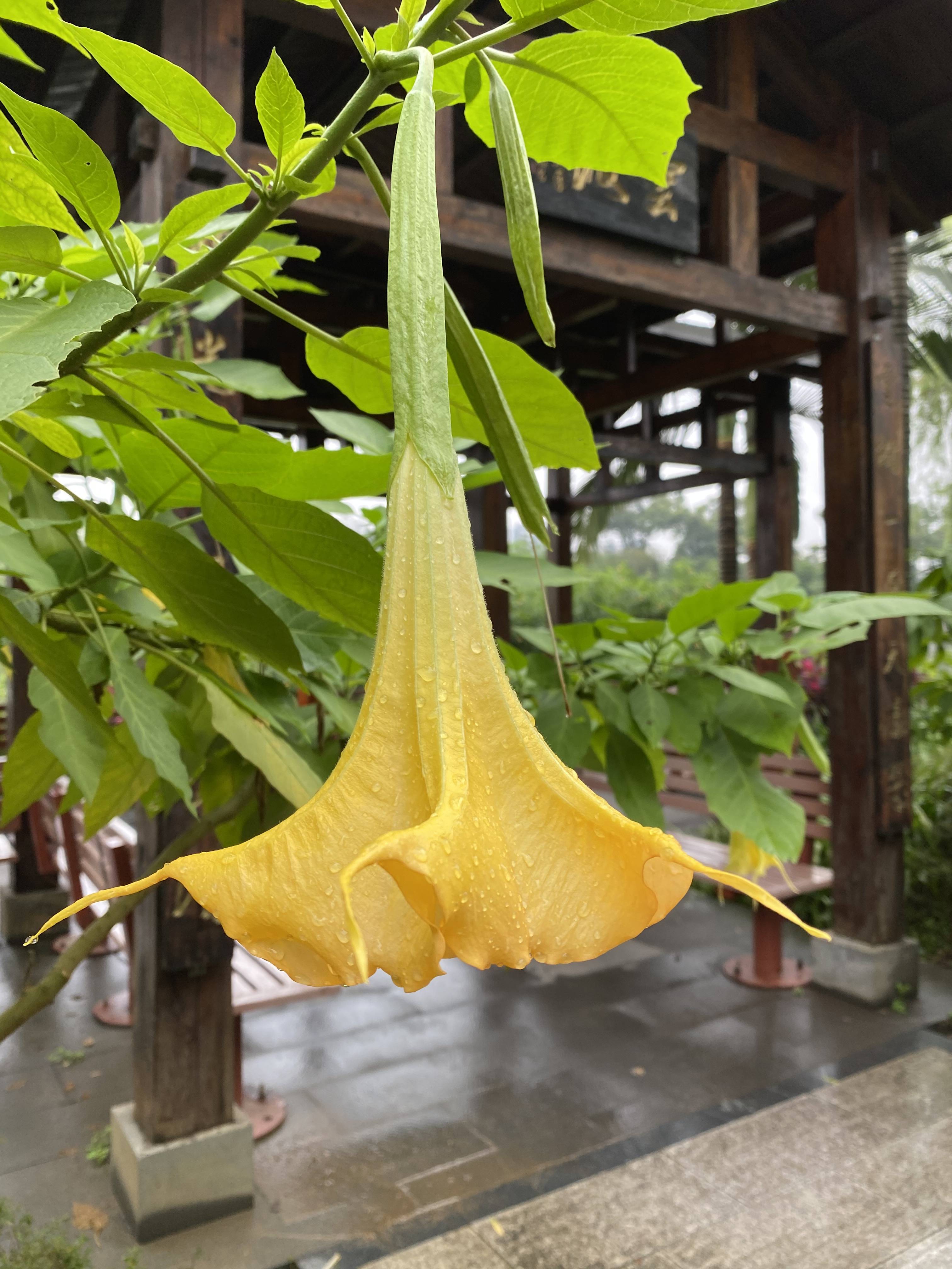 天使的号角,黄花曼陀罗,绽放雀儿山东雀湖云波亭