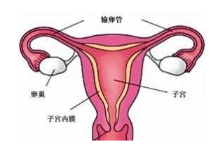 探及腹水,右输卵管约4cm×3cmx4cm大小,质硬,边界欠清,与子宫卵巢粘连