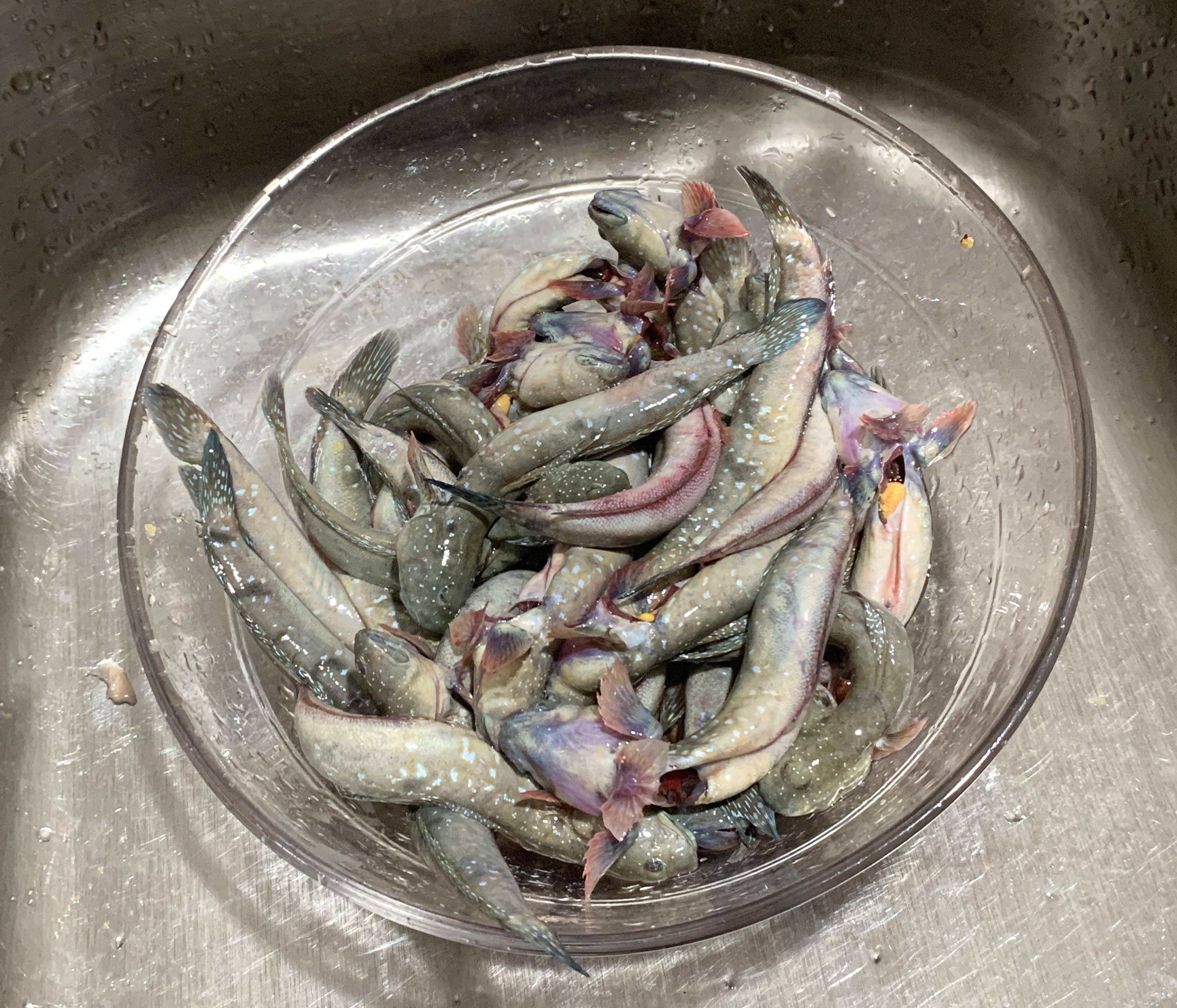 乡下人表示第一次吃到这么美味的鱼,跳跳鱼,极鲜美