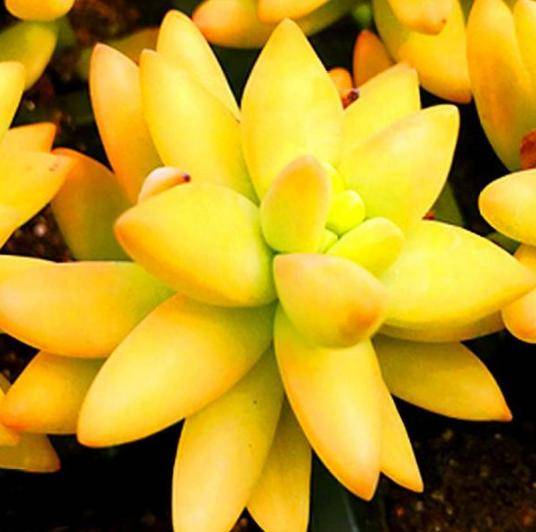 阳台盆栽多肉铭月,常烂根怎么办?3个小妙招,让它好看又好养