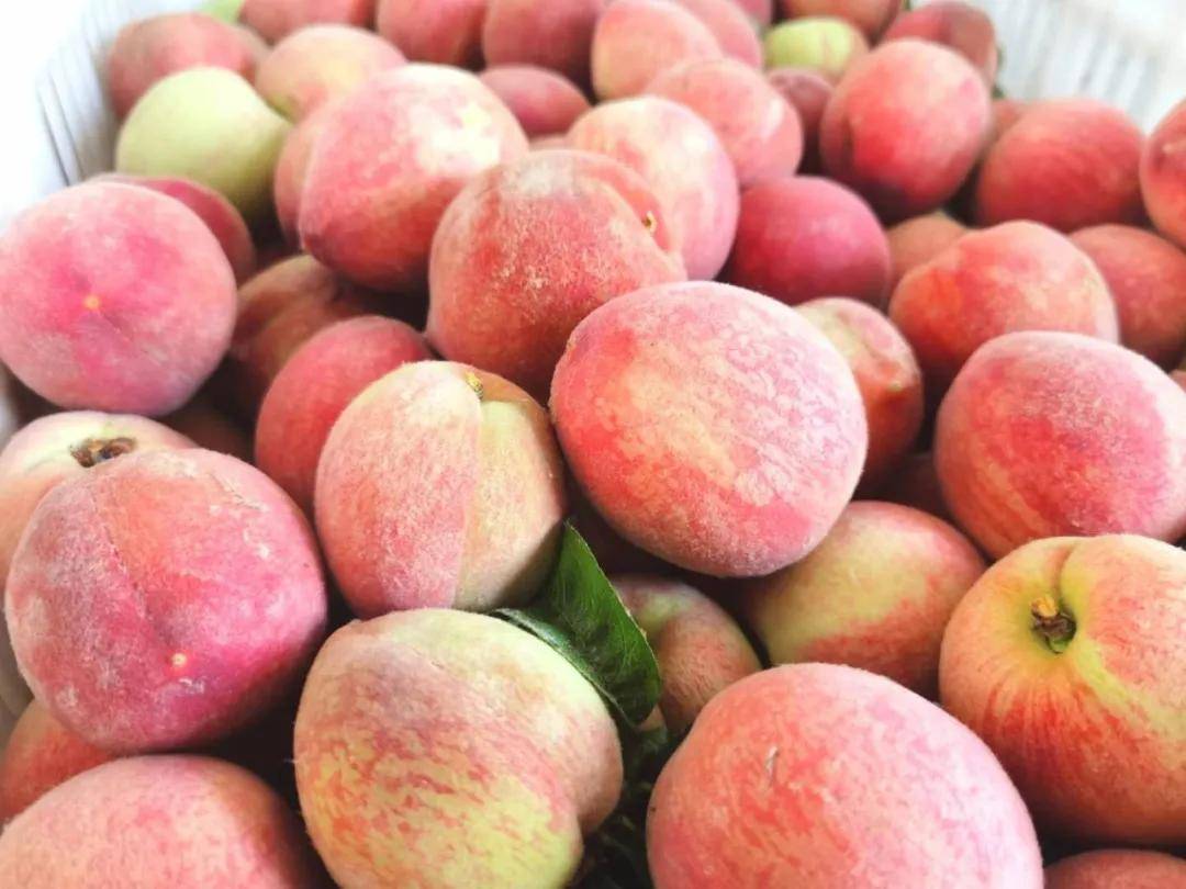 桐柏县:"朱砂红"正式迎来首发 桐柏电商助农增收_红桃