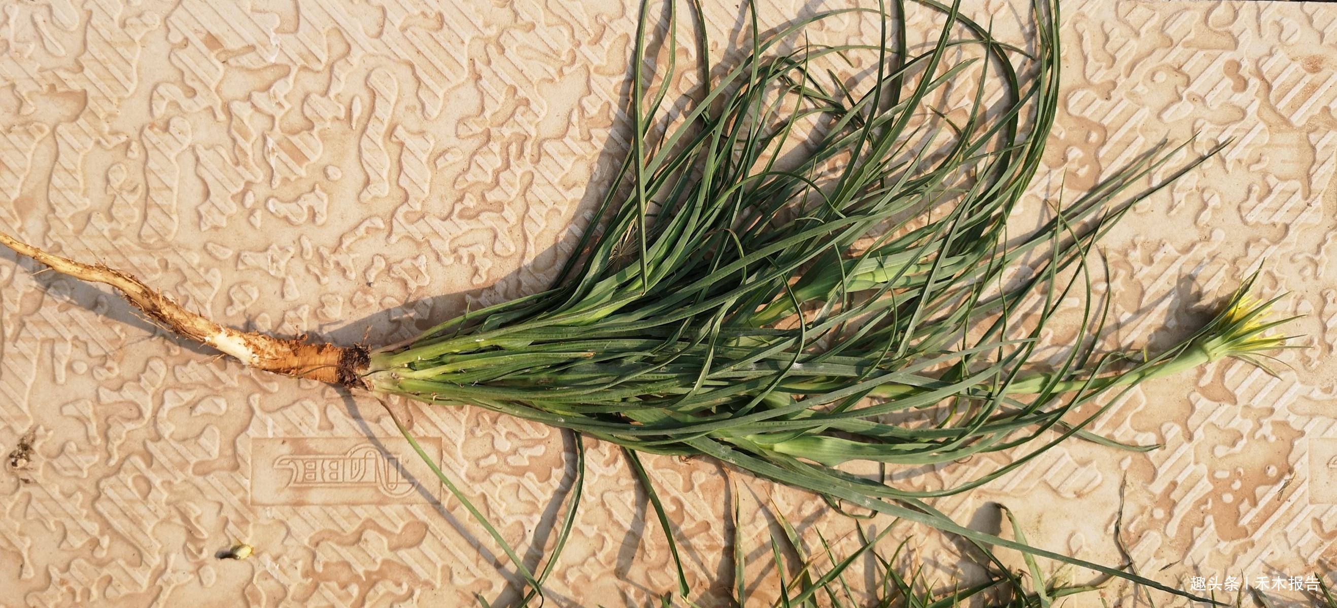 笔者印象中只要山胡萝卜,山根菜才是专门吃根的,除此之外就是鸦葱了