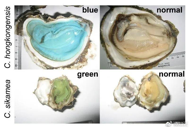 为什么牡蛎会变绿奇怪的知识又增加了