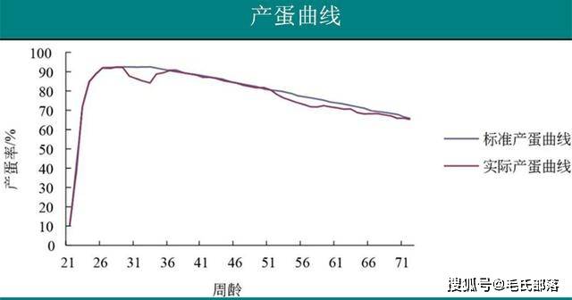 养鸡技术产蛋鸡的生产标准与产蛋规律