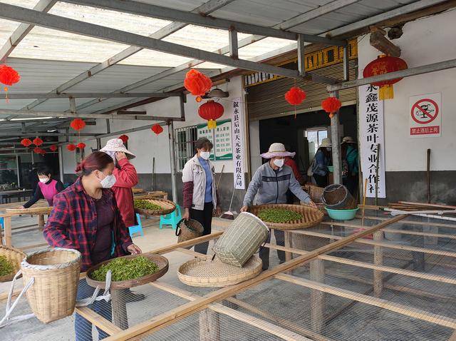 泸州叙永县后山镇天元村:发展绿色经济 助民稳定增收