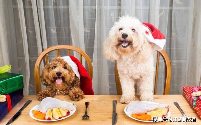 狗狗之一,不掉毛,體味輕,飼養貴賓犬除了狗糧外,這幾種水果對貴賓犬有