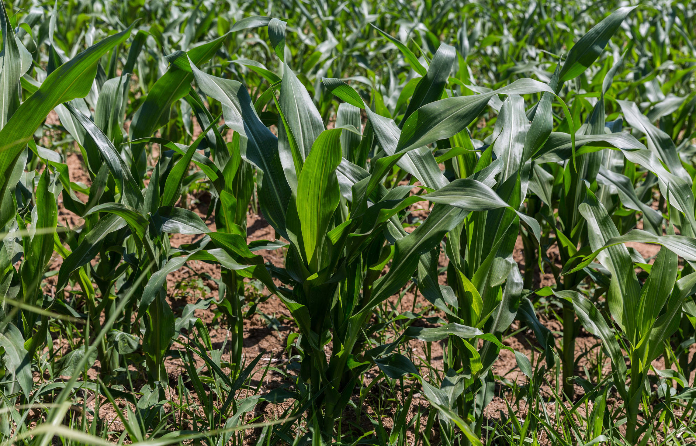 原创今年种植玉米,遇到很多问题!这些情况怎么解决?