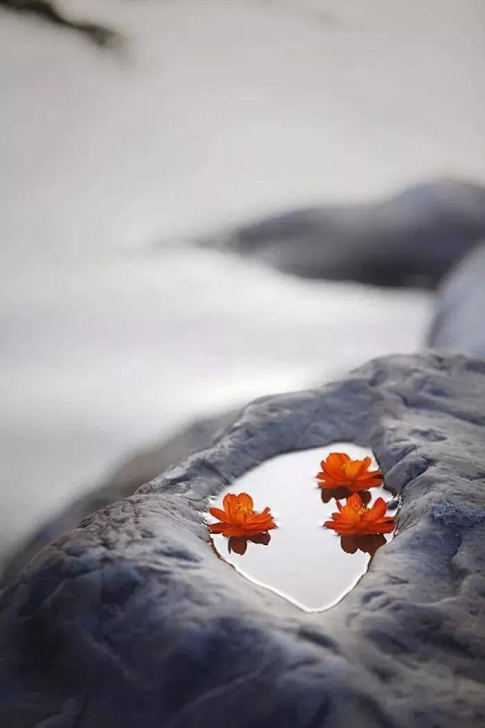 心静即是菩提静心即是欢喜