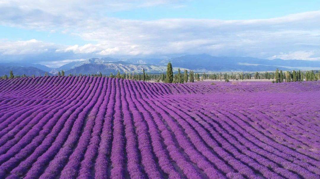 紫色土作物图片