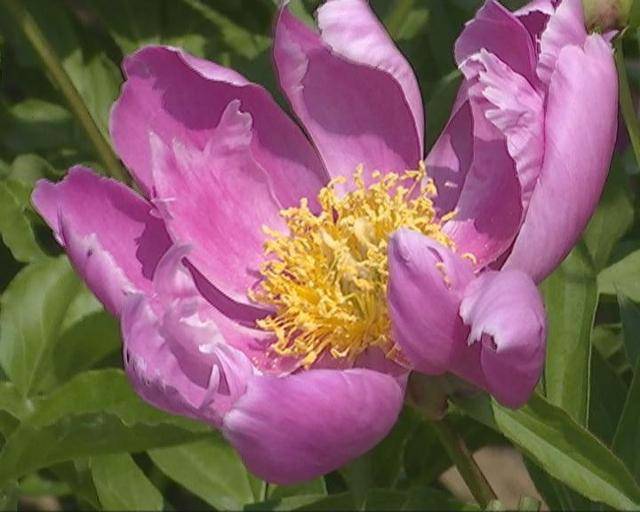 芍药的花期从6月上旬到6月中下旬,此时正值盛花期.