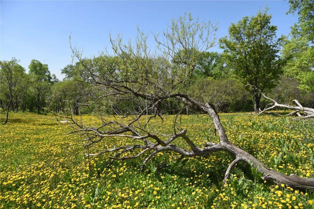 长白山森工集团——最美高山天然蒲公英花园鲜花怒放