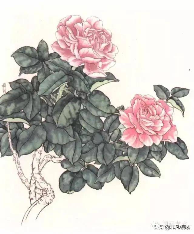 国画基础工笔月季着色技法及线描画谱